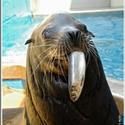 Fish Tales Extravaganza Held At WCS New York Aquarium Every June